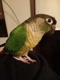 Lost Conure