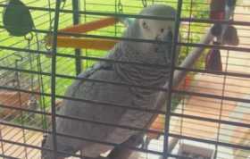 Lost African Grey