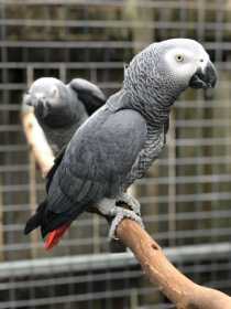 Lost African Grey