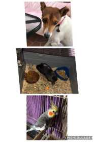 Lost Cockatiel