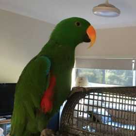 Lost Eclectus