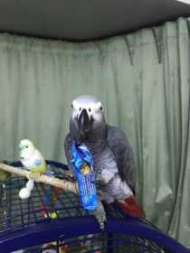 Lost African Grey