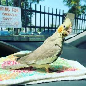 Lost Cockatiel