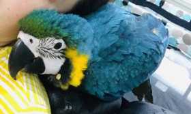 Lost Macaw