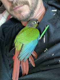 Lost Conure