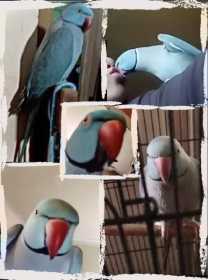 Lost Indian Ringneck Parakeet