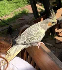 Lost Cockatiel