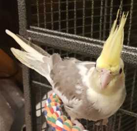 Lost Cockatiel