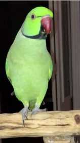 Lost Indian Ringneck Parakeet