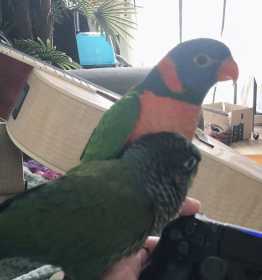 Lost Lory / Lorikeet