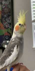 Lost Cockatiel