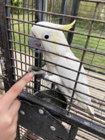 Lost Cockatoo