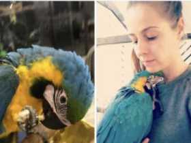 Lost Macaw
