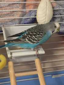 Lost Budgerigar