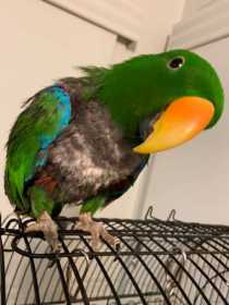 Lost Eclectus