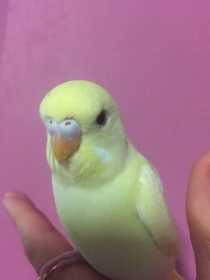 Lost Budgerigar