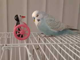 Lost Budgerigar