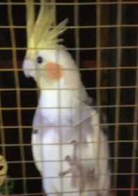 Lost Cockatiel