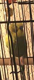 Lost Budgerigar