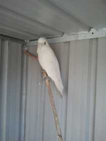 Lost Corella Cockatoo