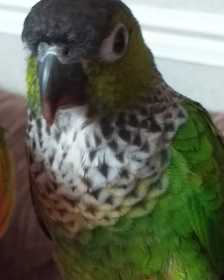 Lost Conure