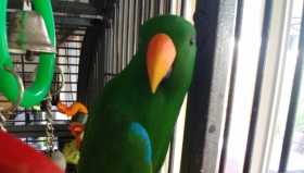 Lost Eclectus