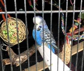 Lost Budgerigar