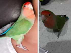 Lost Lovebird