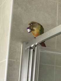 Lost Conure