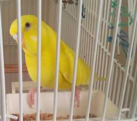 Lost Budgerigar