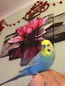 Lost Budgerigar
