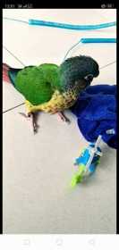 Lost Conure