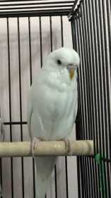 Lost Budgerigar
