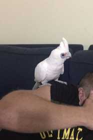 Lost Corella Cockatoo