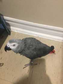 Lost African Grey