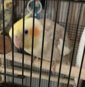 Lost Cockatiel