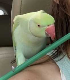 Lost Indian Ringneck Parakeet