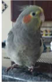 Lost Cockatiel