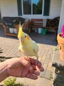 Lost Cockatiel