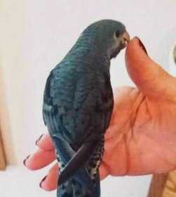 Lost Lineolated Parakeet