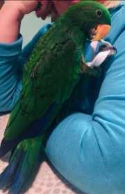 Lost Eclectus