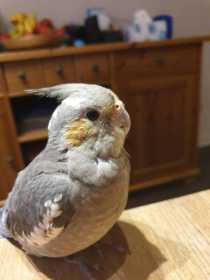 Lost Cockatiel