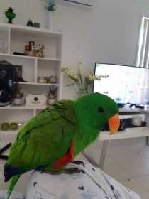 Lost Eclectus