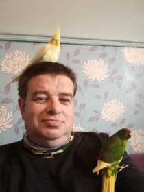 Lost Cockatiel