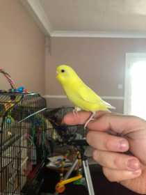 Lost Budgerigar