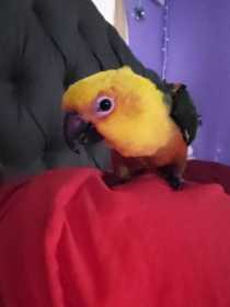 Lost Conure