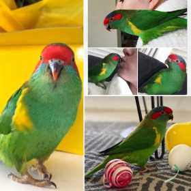 Lost Lory / Lorikeet