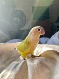 Lost Conure