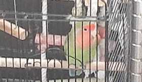 Lost Lovebird