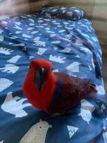 Lost Eclectus